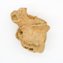Ice Age Bear Vertebra (side b)
