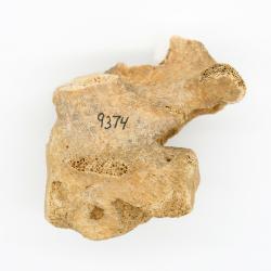Ice Age Bear Vertebra (side a)