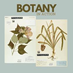 Botany in Action graphic