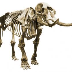 Cohoes Mastodon