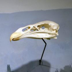 Skull (On loan from the Buffalo Museum of Science, E25655)