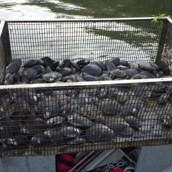 Mussels in cages