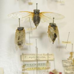 Entomology Collection