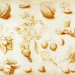 Studies of walnuts of hazelnuts by John Dunstall, painted in 1666