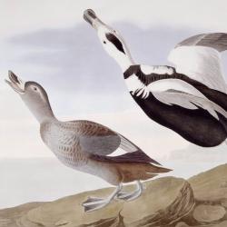 Labrador Ducks 