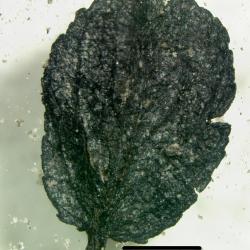 25,000 year old Salix herbacea (arctic willow) leaf