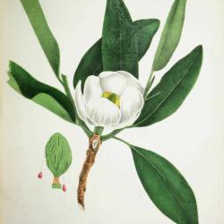 White Magnolia drawing 