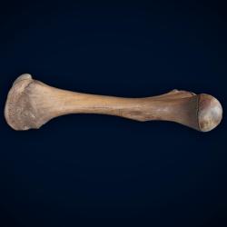 Temple Hill Mastodon Femur