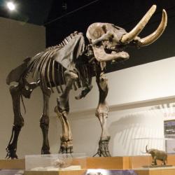 Mastodon exhibition in museum