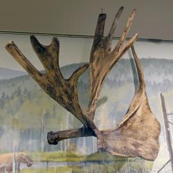 Stag-moose Antlers (NYSM VP 98)