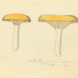 Fungi