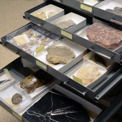 Invertebrate Paleontology Collection