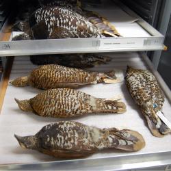 Spruce Grouse skins