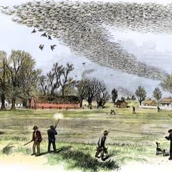 Passenger Pigeon Shoot