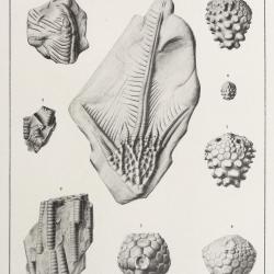 plate12