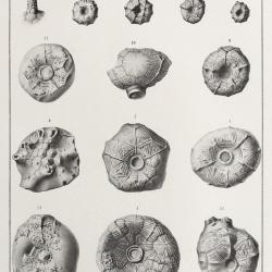 plate17
