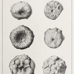 plate19