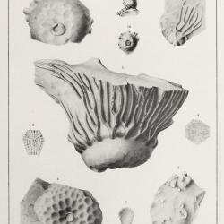 plate24