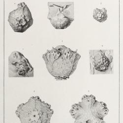 plate32