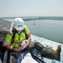 Falcons nesting on Throgs Neck Bridge