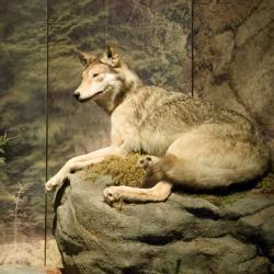 Mammalogy