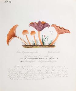 Water color illustration of 5 peach/tan-colored mushrooms in various stages of growth. Two smaller mushrooms have darker tan rounded caps, while three larger mushrooms have floral-shaped caps with a purple/pink underside