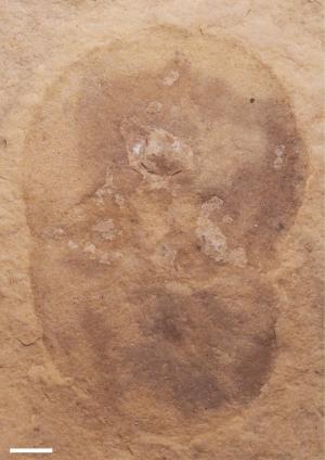 Rare Fossil Discovery Sheds Light on Ancient Life in New York