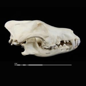 Coyote or Wolf? Science Solves the Mystery