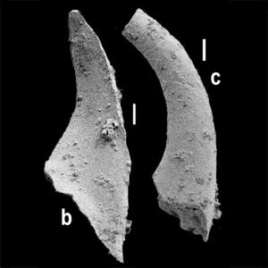 New Divisions of Ancient Geologic Time
