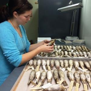 Student Profile: Museum Fellow Alyssa FitzGerald