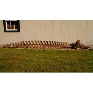 Collections News: Beaked Whale Skeleton