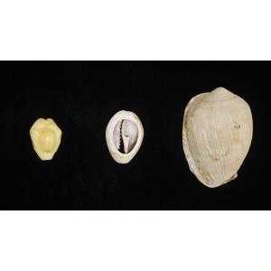 Reticulated Cowrie Helmet Shells: A Small Reminder of the Link between New York and the Caribbean