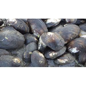 Tagged Mussels