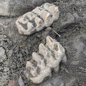 Complete Mastodon Jaw Unearthed in Orange County Marks Major Discovery in New York