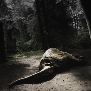 Every 15 Minutes an Elephant is Killed for the Illegal Ivory Trade