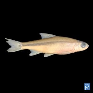 A Fish Returns? Investigating the Possible Reappearance of the Silver Chub