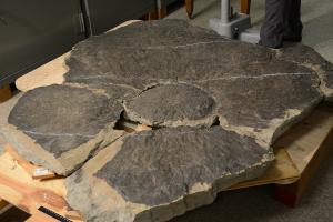 Re-Examining the Earth's Oldest Trees