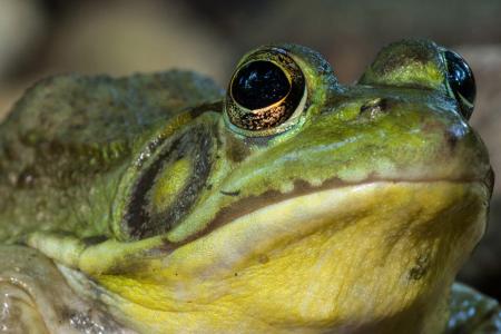 Green Frog close-up 