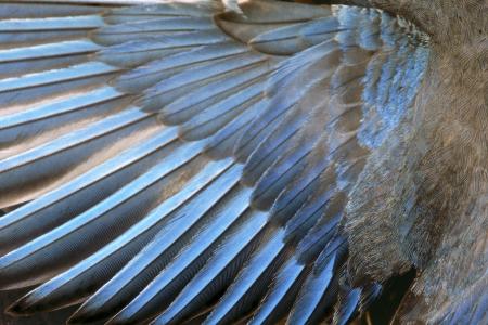 closeup feathers