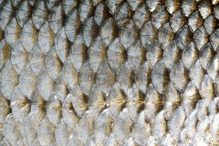 close up fish scales 