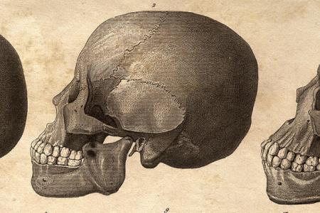 Skeletons craniums 