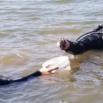 Divers Collecting Tagged Mussels
