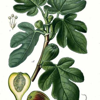 Fig tree leaves and fruit (ficus carcia)