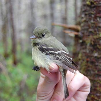 Yellow-bellied Flycatcher