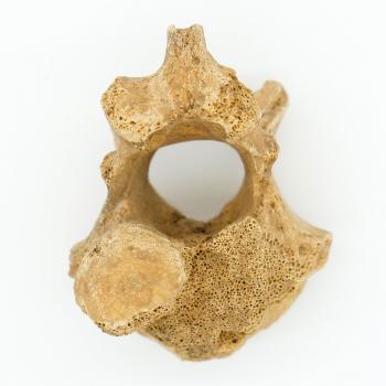 Ice Age Bear Vertebra (posterior)