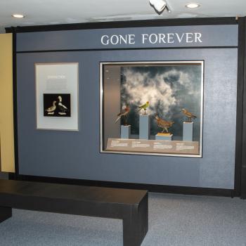 Bird Hall - Gone Forever