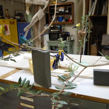 Bird Hall Gallery Renovations