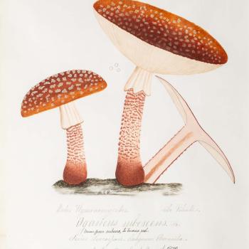 Water color illustration of 3 orange/sage-colored mushrooms in various stages of growth. Their bases are cream-colored with brown ridges throughout with a solid brown base and white sheath covering the stem top. The cap is orange/brown with beige spots.