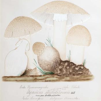 Water color illustration of 5 white mushrooms with tan/beige caps at various stages of growth. 