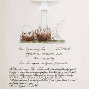 Water color illustration of 2 white mushrooms bursting forth from a brown bulbous root base in various stages of growth. 